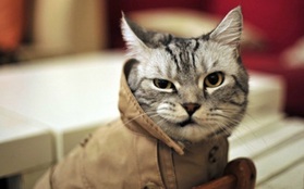10 ảnh động về mèo hài hước nhất trong tuần
