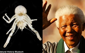 Loài tôm hùm mới được đặt tên Nelson Mandela