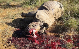 Thực trạng săn bắt động vật quý hiếm "gây kinh hãi" trên thế giới