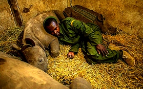 Đến Kenya xem người dân bảo vệ động vật như "báu vật"