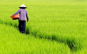 Đồng lúa mướt xanh Việt Nam trên báo BBC
