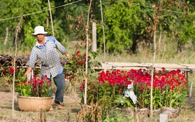 Làng hoa Sa Đéc tuyệt đẹp nhộn nhịp đón Xuân