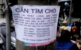 Chi 50 triệu thuê thám tử tìm chó cưng