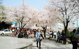 Chùm ảnh: Hoa anh đào phủ trắng các con đường tại Hàn Quốc