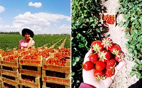 Cận cảnh công việc thu hoạch dâu mùa hè của SV Việt tại Nga
