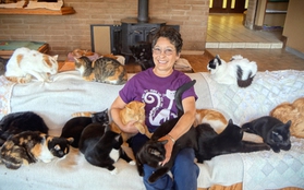 Người phụ nữ làm bạn với 1.000 chú mèo