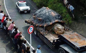 Vạch trần sự thật về rùa khổng lồ 529 tuổi, nặng 363 kg