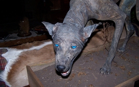 Sinh vật lạ mắt xanh, da bì được cho là quái vật Chupacabra huyền thoại