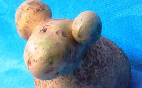 Củ khoai tây có hình chú cừu siêu dễ thương