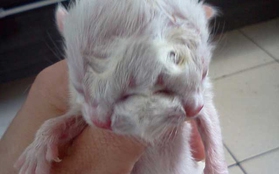 Brazil: Chú mèo con 2 mặt cực cute mới chào đời