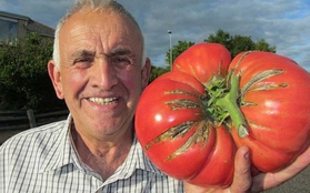 Quả cà chua khổng lồ nặng 2,6kg