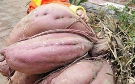 Trung Quốc: Củ khoai lang "khủng" nặng 36kg