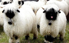 Loài cừu mũi đen có ngoại hình đáng yêu như nguyên mẫu hoạt hình