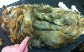 Chú mèo béo ú có bộ lông kinh khủng nhất từ trước tới giờ