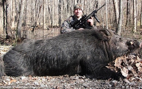 Bắt được "quái vật" lợn rừng khổng lồ nặng 227kg