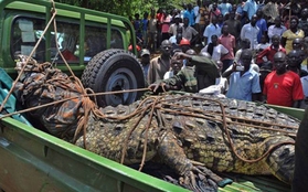 "Quái vật" cá sấu khổng lồ 1 tấn chuyên ăn thịt người