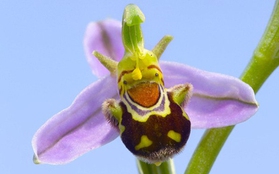 Loài hoa lan hiếm có hình dáng giống gã chằn tinh Shrek