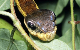 Kỳ lạ loài bướm có ngoại hình giống rắn