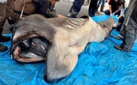Nhật Bản: Bắt được "yêu quái" cá mập miệng rộng hiếm có