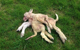 Chú cừu có 2 thân mọc ra từ chiếc đầu duy nhất