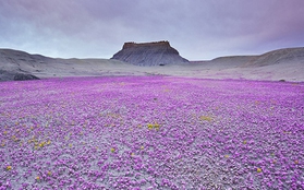 Vùng đất dữ khô cằn Tây Mỹ bất ngờ nở hoa rực rỡ