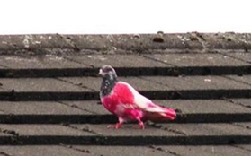Chú chim bồ câu có bộ lông trắng hồng cực bắt mắt