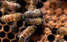 Ly kỳ chuyện bầy ong kéo đàn tới dự tang lễ chủ nhân