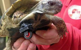 Chú rùa có chân giả được làm từ bánh xe đồ chơi