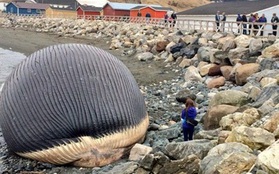 Xác cá voi xanh khổng lồ có nguy cơ phát nổ đe dọa cả thị trấn