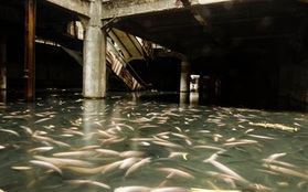 Trung tâm mua sắm ở Bangkok trở thành hồ nuôi cá khổng lồ