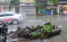  Hà Nội: Cây đổ ngang đường trong đêm bão khiến một người tử vong