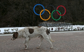 Olympic Mùa đông 2014: Hàng ngàn chú chó hoang dạo chơi tại Sochi