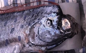 Kỳ lạ cá “đầu rồng” dài 3m trôi dạt vào bờ biển xứ Thanh