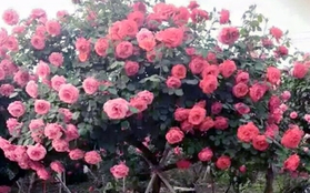 Bỏ 55 triệu mua cây hồng trăm bông đẹp lòng vợ trẻ