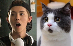 Loạt ảnh "cute" so Luhan với chú mèo gây bão cộng đồng mạng Trung Quốc