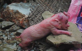 Người dân đổ xô xem lợn đẻ ra "voi" ở Nghệ An