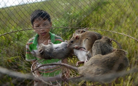 Tiểu đội chuyên săn bắt chuột làm thịt ở Hà Nội