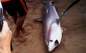 Bãi tắm Nha Trang xuất hiện cá mập nặng gần 200kg