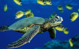 Rùa biển, cư dân lâu đời của biển cả
