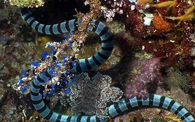 10 loài sinh vật biển đáng sợ nhất 