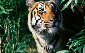Ngôi nhà mới cho loài hổ ở Myanmar