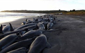 58 con cá voi chết oan tại biển New Zealand