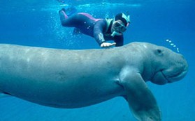 "Mỹ nhân ngư" Dugong - Lời kêu cứu từ đại dương