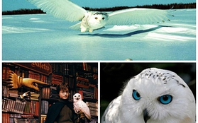 Tìm hiểu thú cưng của Harry Potter