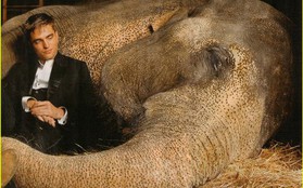 Robert Patinson lộ ảnh "tình cảm" với voi