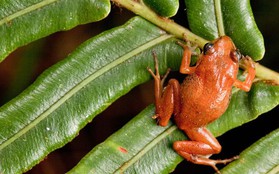 7 loài ếch cực lạ ở Haiti