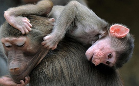 Mãn nhãn với thiên nhiên kỳ thú trong tuần qua 