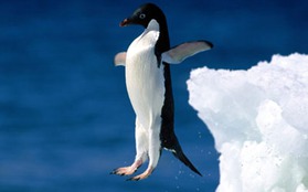 Chim cánh cụt cũng có thể bay 