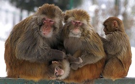 Khỉ "co ro" trong giá lạnh là hình ảnh ấn tượng nhất tuần
