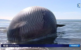 Xác cá voi 15 tấn "trực chờ" nổ tung trên bờ biển Pháp